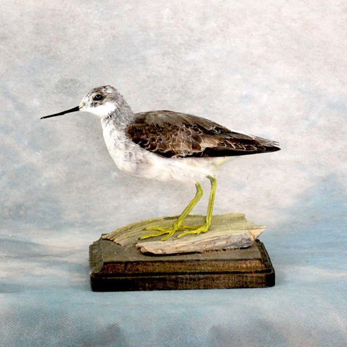 Wilson's phalarope Taxidermy Reno Nevada