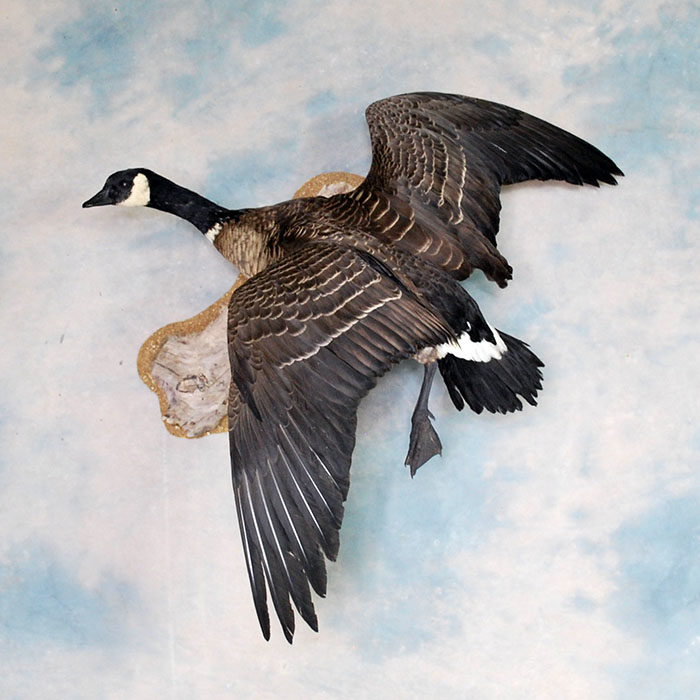 Aleutian Goose Reno Nevada Bird Taxidermy