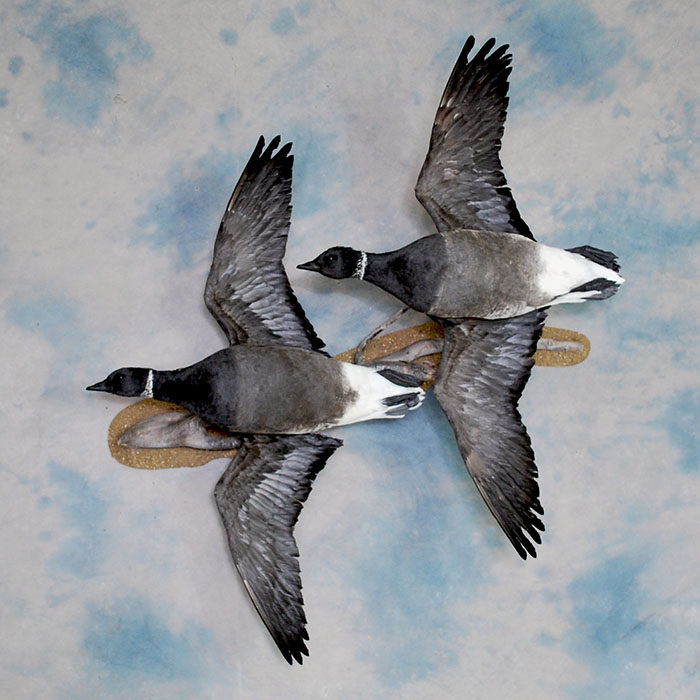 Brant Reno Nevada Bird Taxidermy