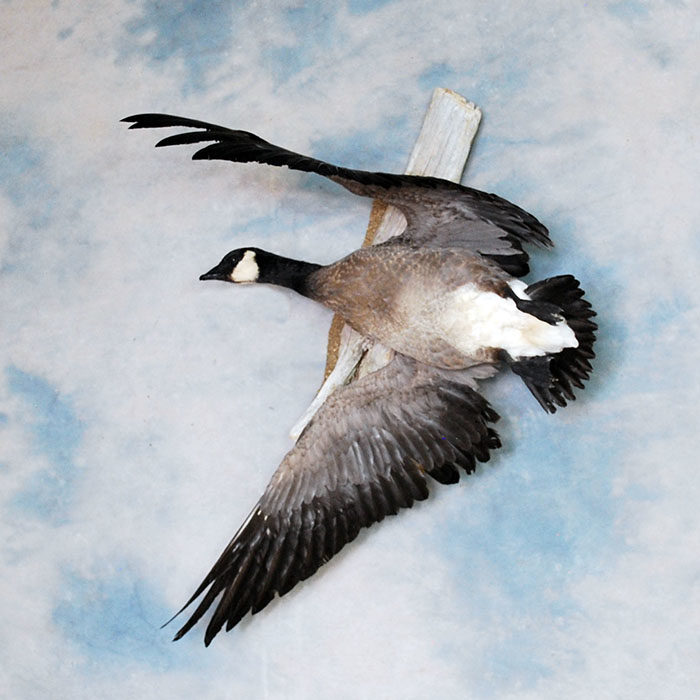 Cackler Reno Nevada Bird Taxidermy