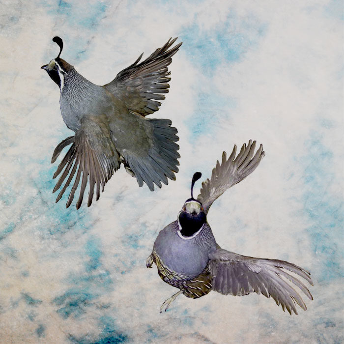 California Quail Reno Nevada Bird Taxidermy