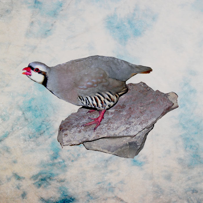 Chukar Reno Nevada Bird Taxidermy