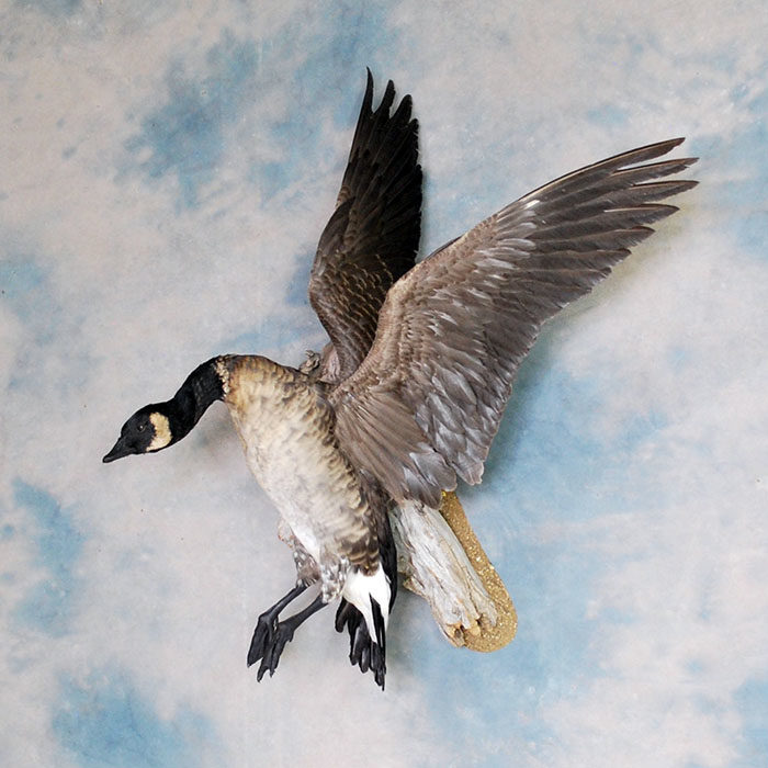 Lesser Canada Reno Nevada Bird Taxidermy