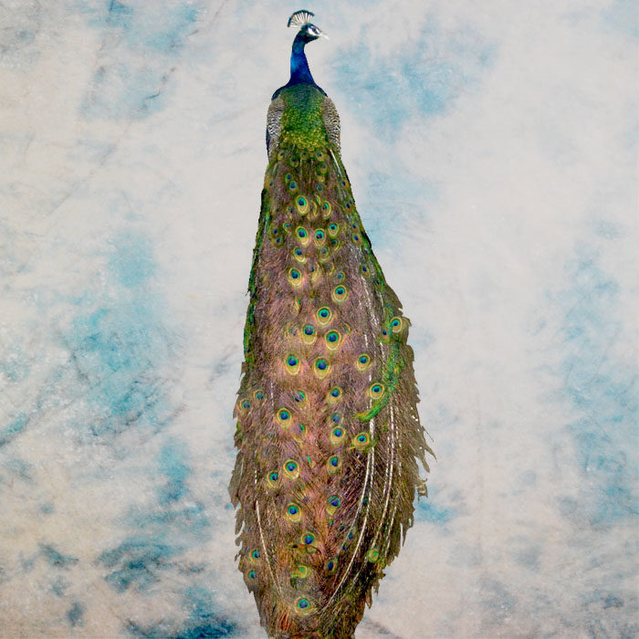 Peacock Reno Nevada Bird Taxidermy