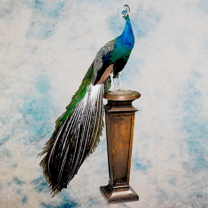 Peacock Reno Nevada Bird Taxidermy