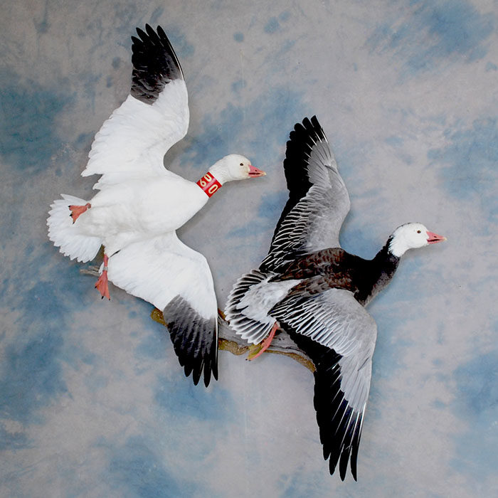 Snow & Blue Goose Reno Nevada Bird Taxidermy