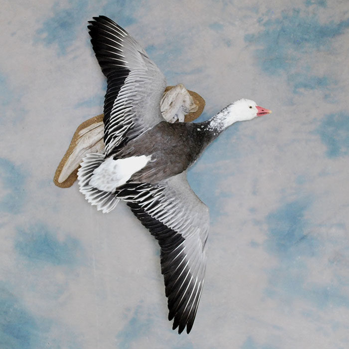 Blue Goose Nevada Bird Taxidermy