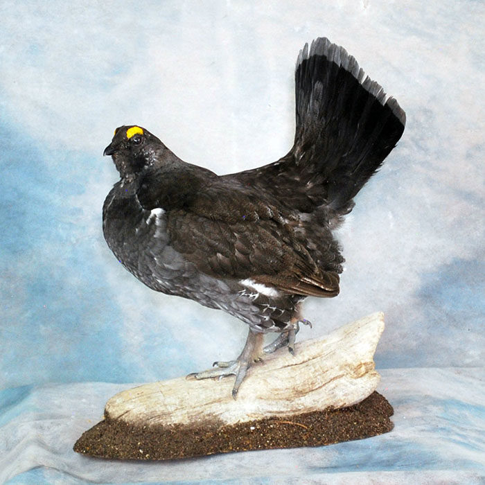 Blue Grouse Nevada Bird Taxidermy