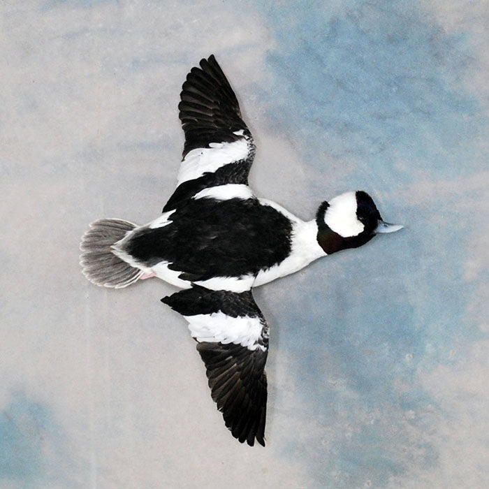 Bufflehead Nevada Bird Taxidermy