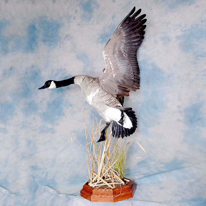 Canada Goose Nevada Bird Taxidermy