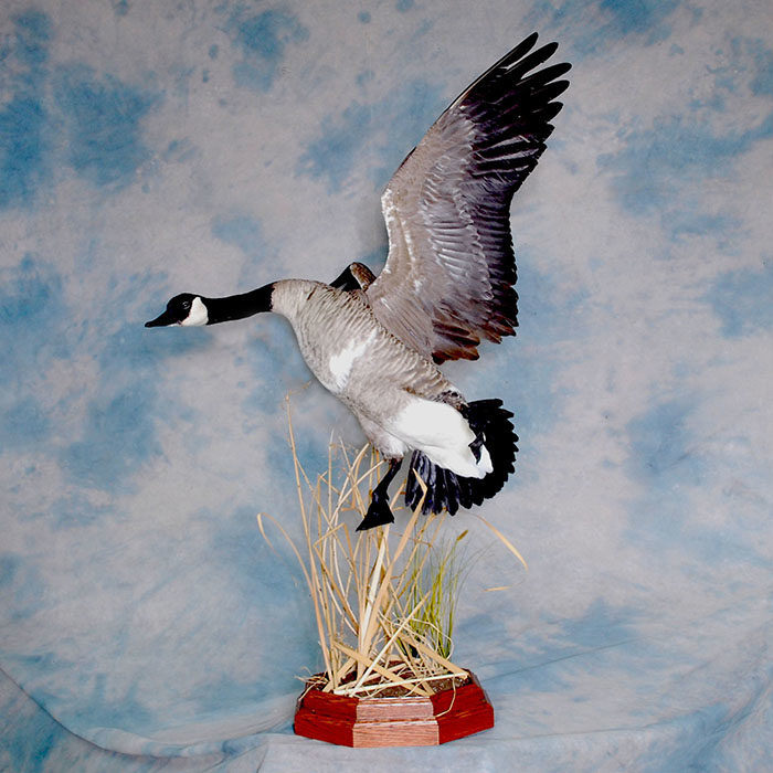 Canada Goose Nevada Bird Taxidermy