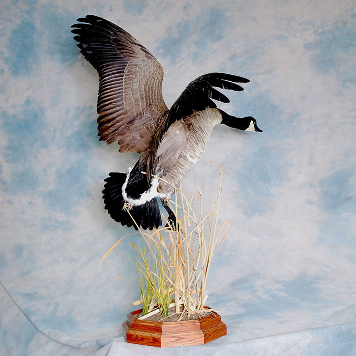 Canada Goose Nevada Bird Taxidermy