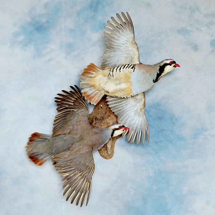 Chukar Nevada Bird Taxidermy