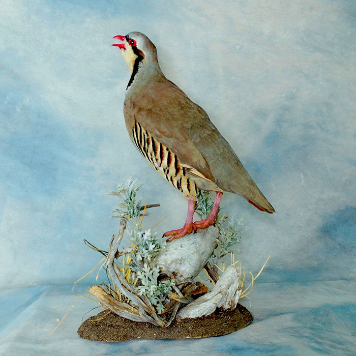 Chukar Nevada Bird Taxidermy