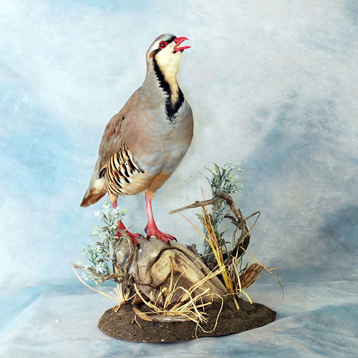 Chukar Nevada Bird Taxidermy