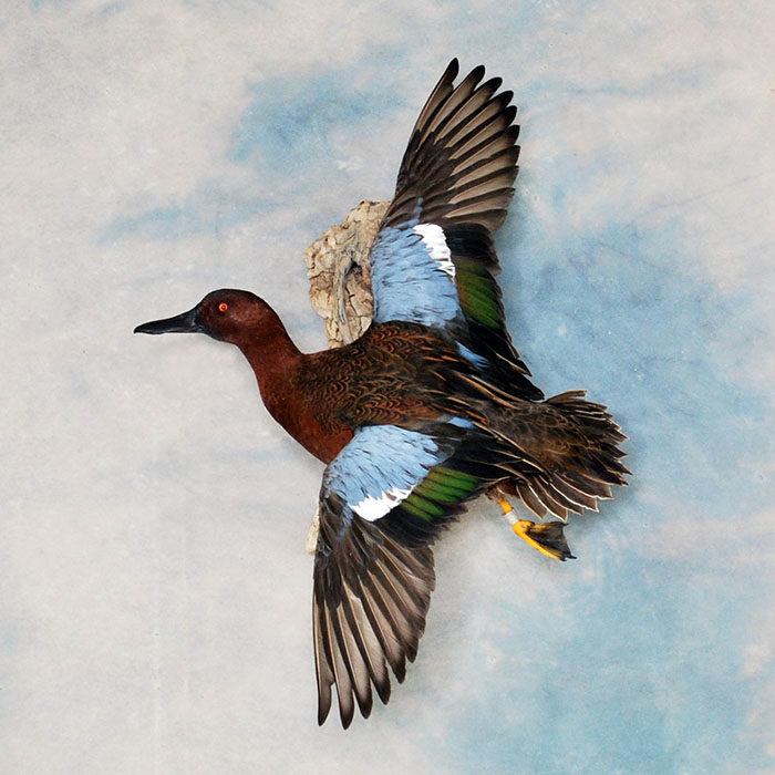 Cinnamon Teal Nevada Bird Taxidermy