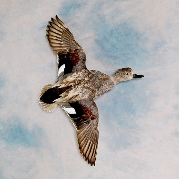 Gadwall Nevada Bird Taxidermy