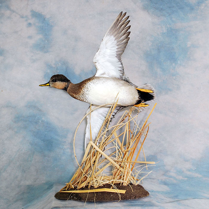 Gadwall Wigeon Hybrid Nevada Bird Taxidermy