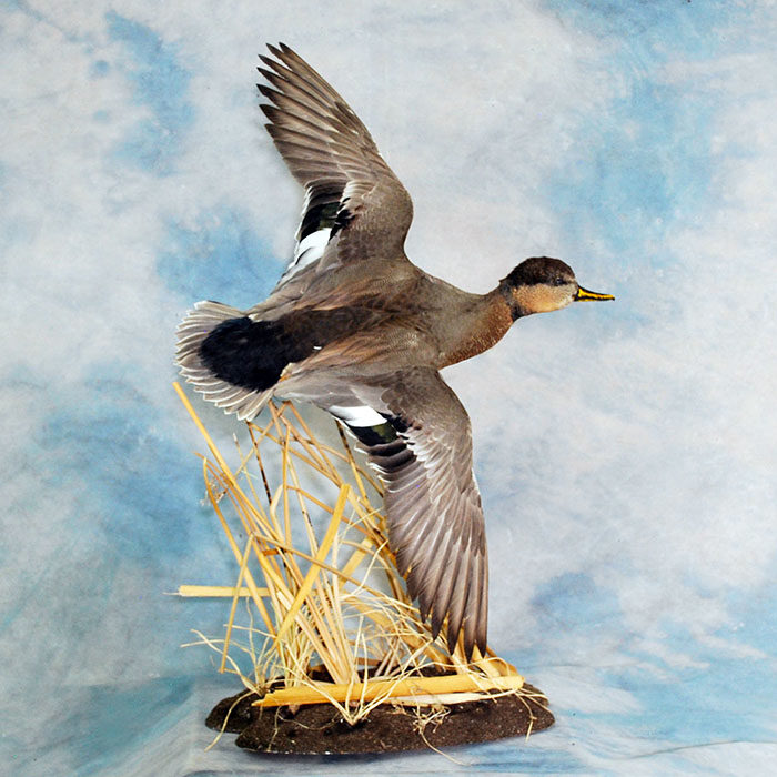 Gadwall Wigeon Hybrid Nevada Bird Taxidermy