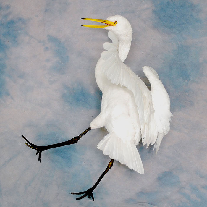 Great White Egret Recreation Nevada Bird Taxidermy