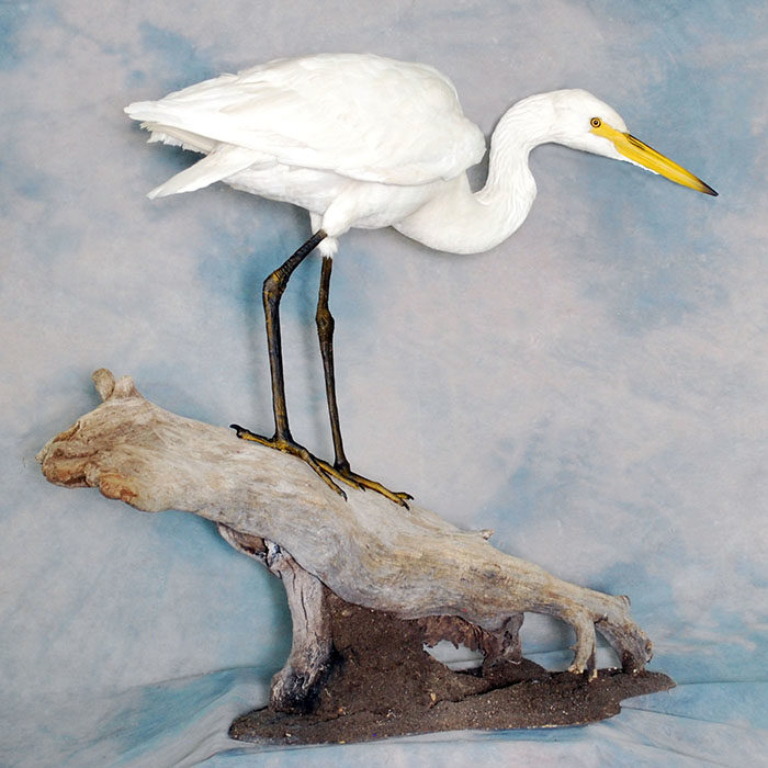 Great White Egret Recreation Nevada Bird Taxidermy