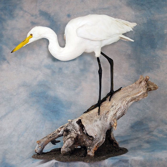 Great White Egret Recreation Nevada Bird Taxidermy