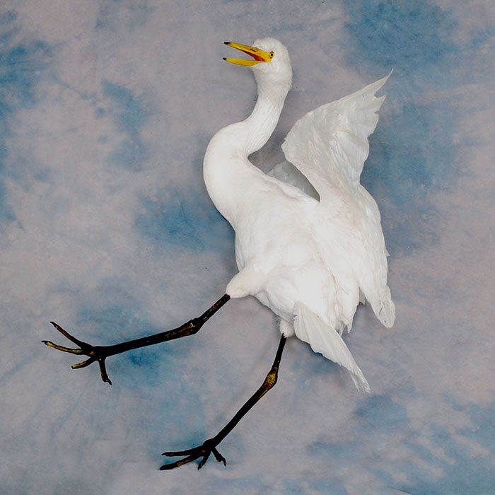 Great White Egret Recreation Nevada Bird Taxidermy