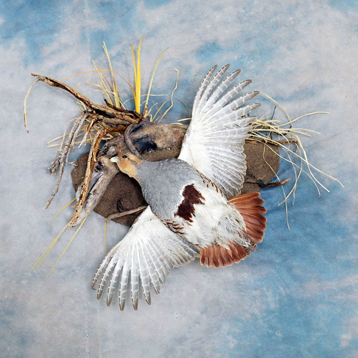 Hungarian Partridge Nevada Bird Taxidermy