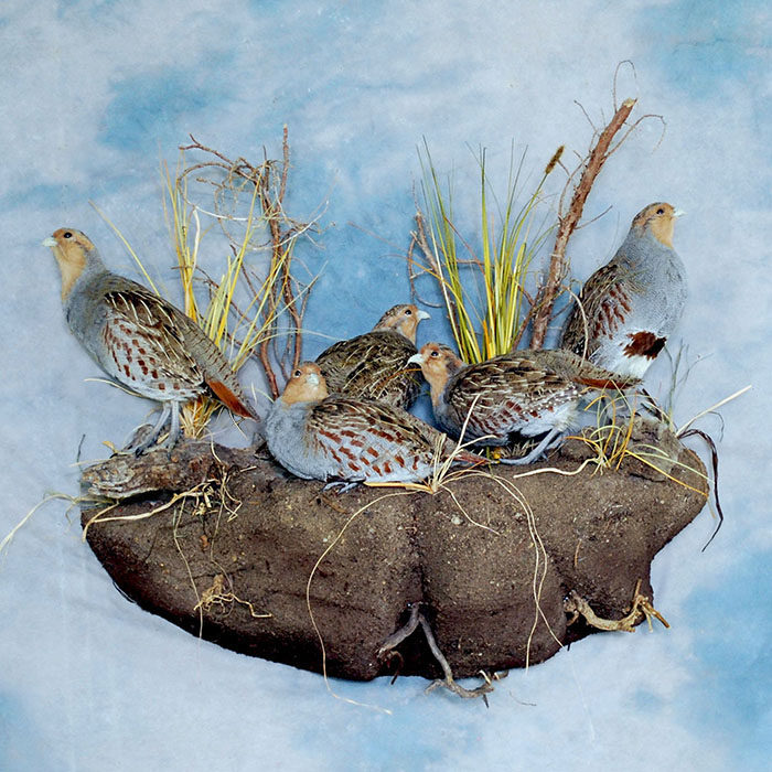 Hungarian Partridge Reno Nevada Bird Taxidermy