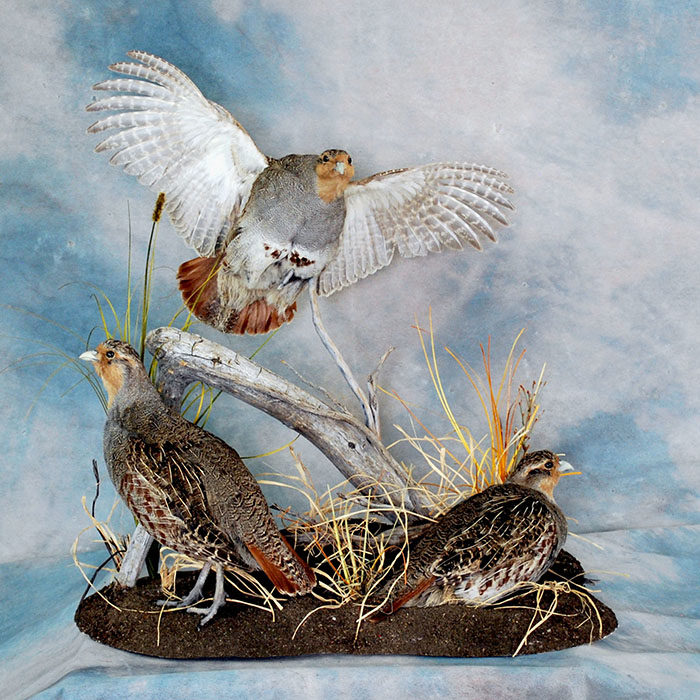 Hungarian Partridge Nevada Bird Taxidermy