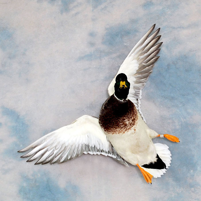 Mallard Nevada Bird Taxidermy