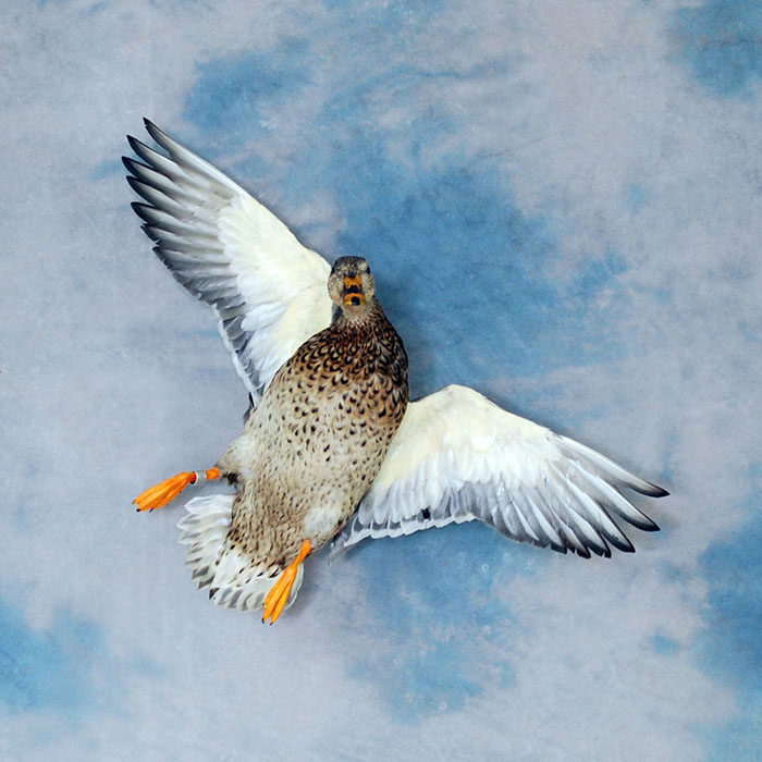 Mallard Nevada Bird Taxidermy