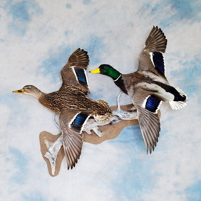 Mallard Nevada Bird Taxidermy