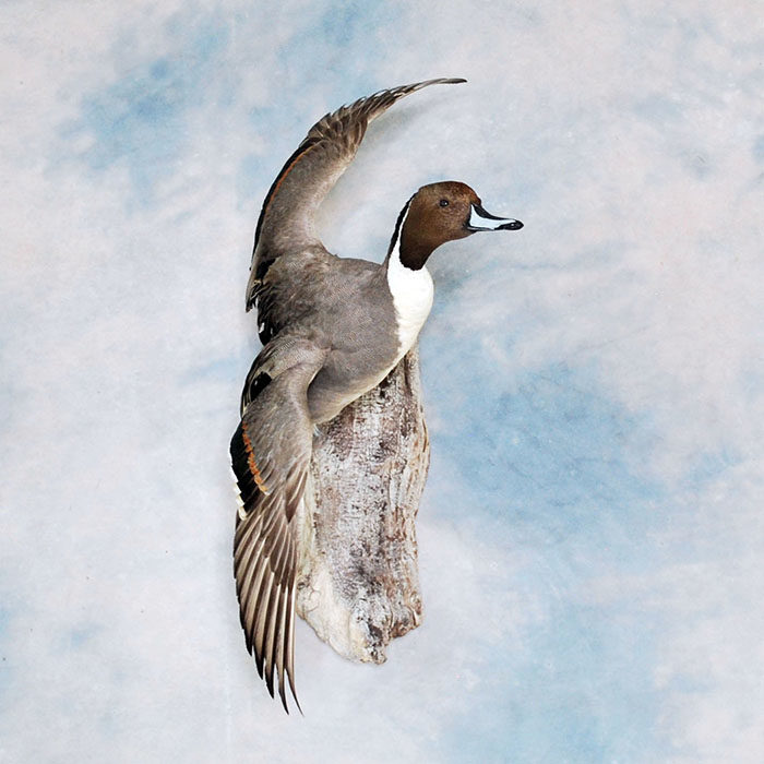 Northern Pintail Nevada Bird Taxidermy