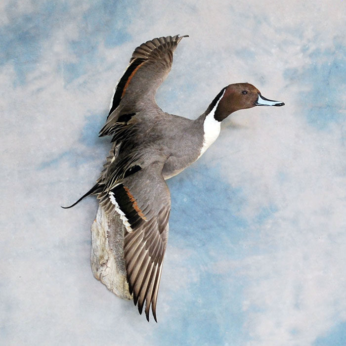 Northern Pintail Nevada Bird Taxidermy