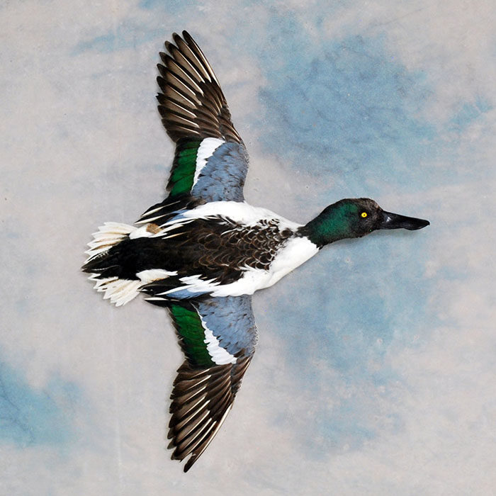 Northern Shoveler Nevada Bird Taxidermy