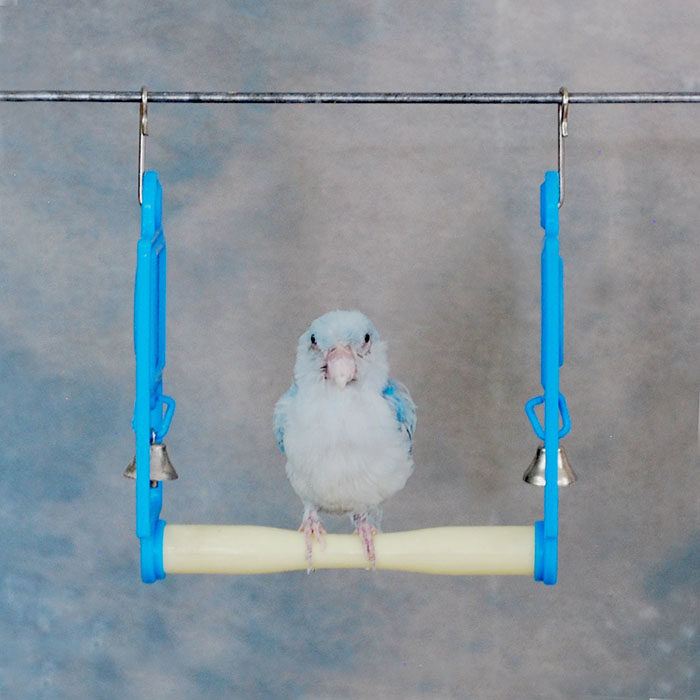 Parrotlet Nevada Bird Taxidermy