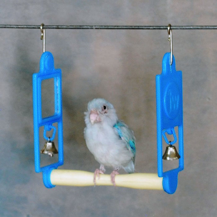 Parrotlet Nevada Bird Taxidermy