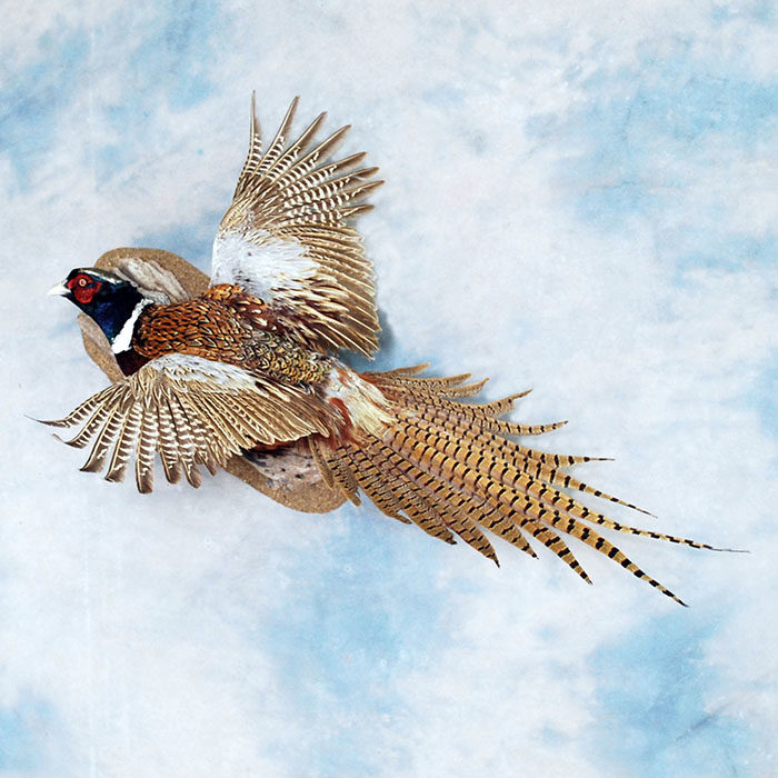 Ring-Neck Pheasant Nevada Bird Taxidermy