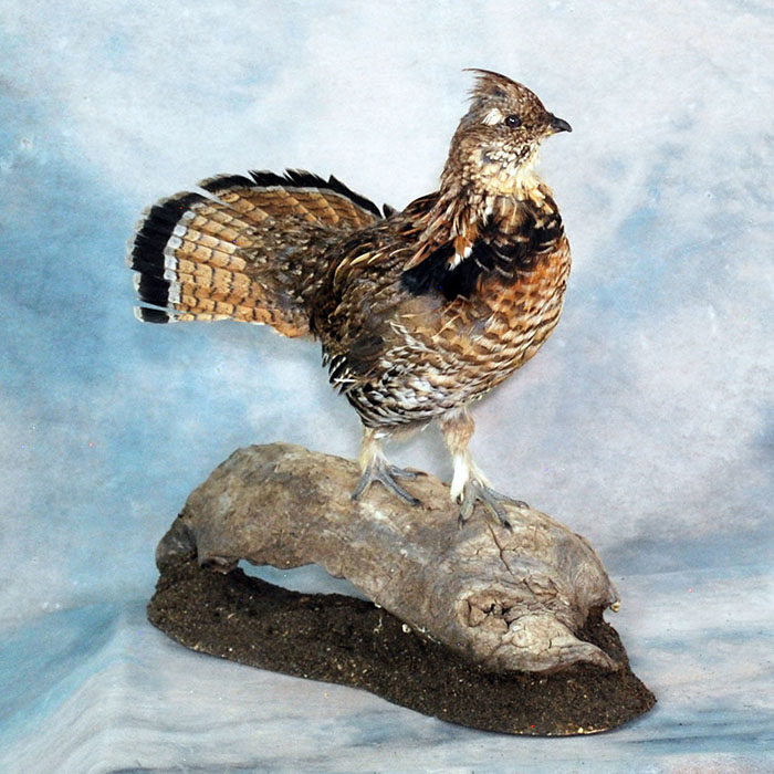 Ruffed Grouse Nevada Bird Taxidermy