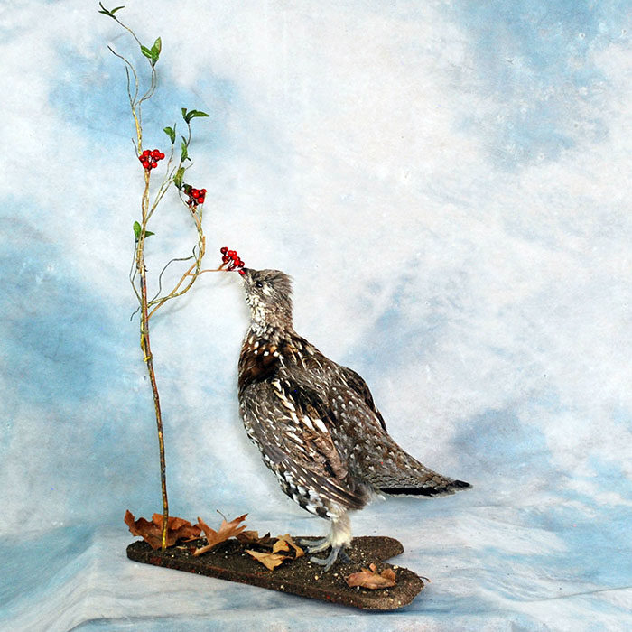 Ruffed Grouse Nevada Bird Taxidermy