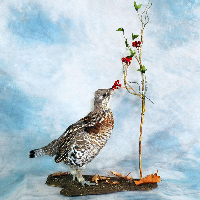 Ruffed Grouse Nevada Bird Taxidermy