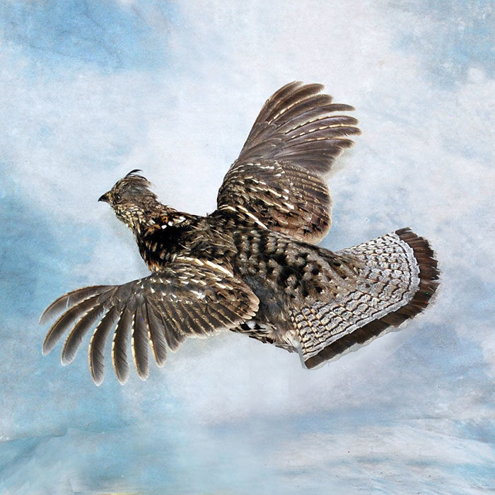 Ruffed Grouse Nevada Bird Taxidermy