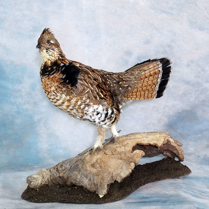 Ruffed Grouse Nevada Bird Taxidermy