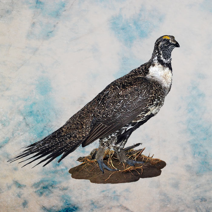 Sage Grouse Nevada Bird Taxidermy