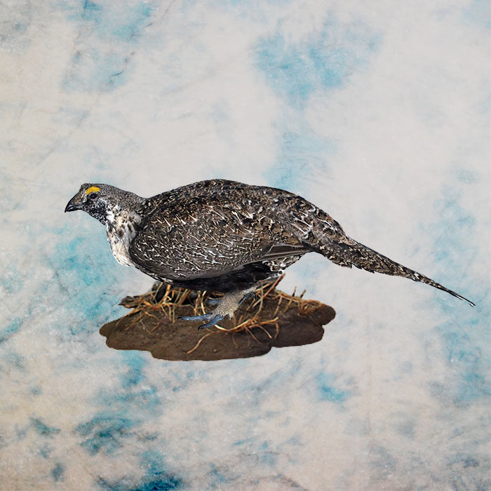 Sage Grouse Nevada Bird Taxidermy