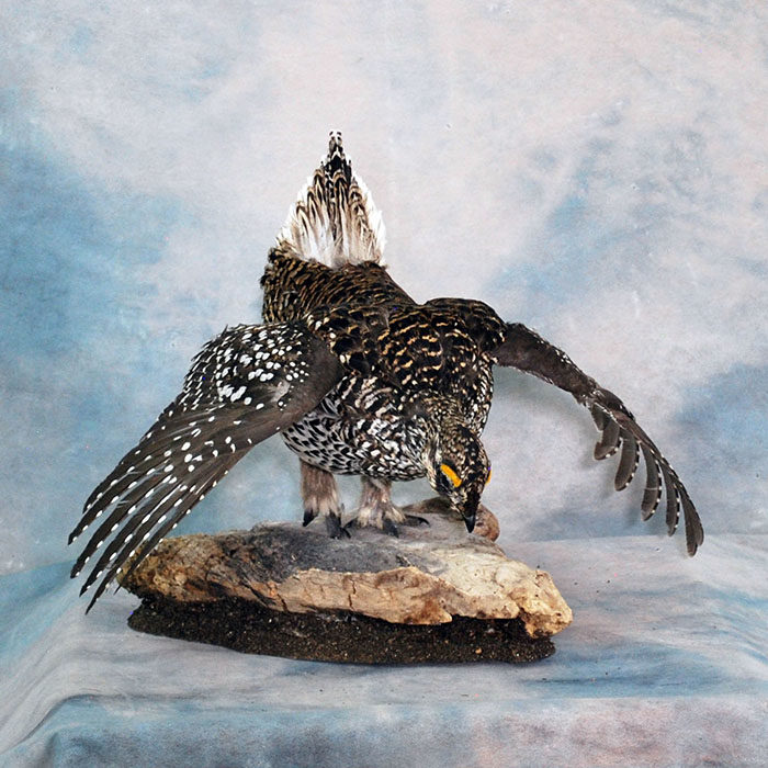 Sharp-Tail Grouse Nevada Bird Taxidermy