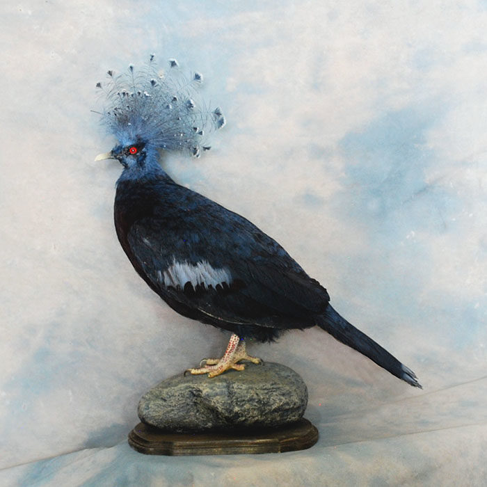 Crowned Pigeon Reno Nevada Bird Taxidermy