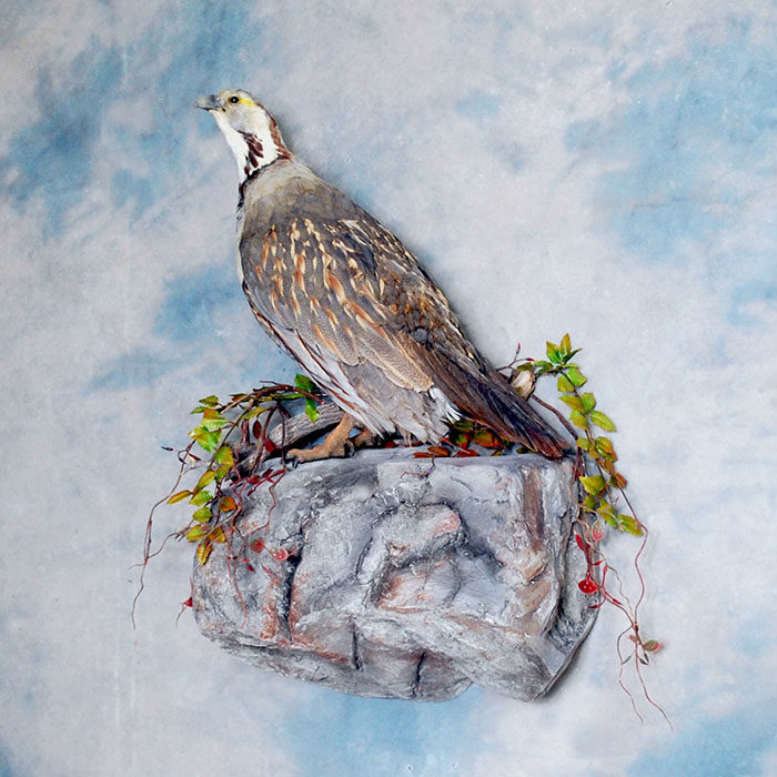 Himalayan Snowcock Reno Nevada Bird Taxidermy