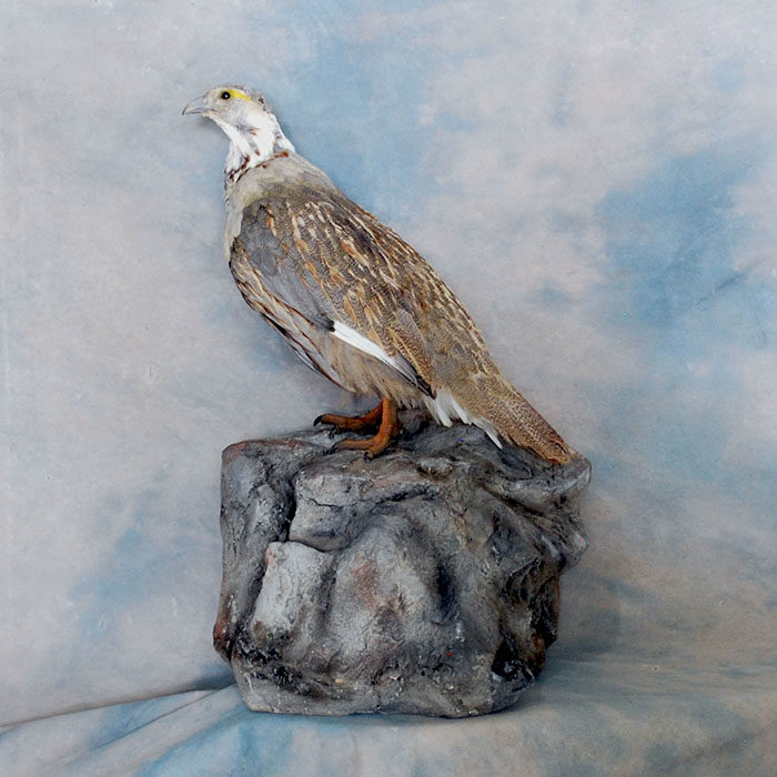 Himalayan Snowcock Reno Nevada Bird Taxidermy